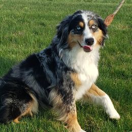 Blaze - Australian Shepherd