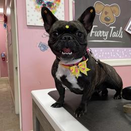 Kenya - French Bulldog