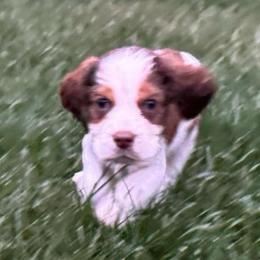 Cooper - Liver white and tan male English Springer Spaniel puppy in Coeur D'alene, Idaho from Springer Hollow