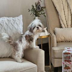 Dixie Bell - Shichon