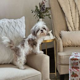 Dixie Bell - Shichon