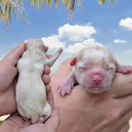 Girl 2 - Gold and white female Shihpoo puppy in Coshocton, Ohio from Forever Family Puppies