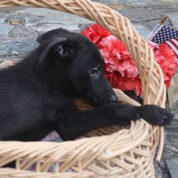 DDR East German Male - 9149 - Black male German Shepherd puppy in Newville Al, Alabama from Triple S DDR German Shepherds