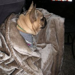 French Bulldog Puppies from Golden Oak Gypsy