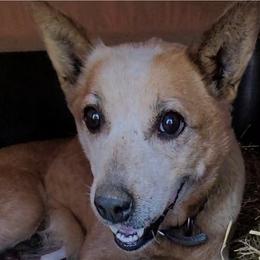 RTR Lady Bug - Australian Cattle Dog