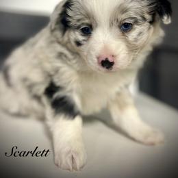 Scarlett - Blue merle female Miniature Australian Shepherd puppy in St.James, Missouri from Vineyard Ridge Mini Aussies