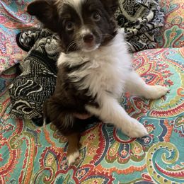 Toy Australian Shepherd Puppies from Desert Fox Aussies