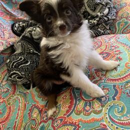 Toy Australian Shepherd Puppies from Desert Fox Aussies