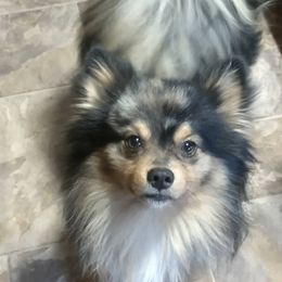 Spanky - Pomeranian