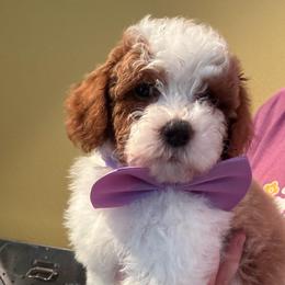 Willow (Brown collar girl) - Blenheim female Cavapoo puppy in Eagle Mountain, Utah from Liberty Farms Puppies