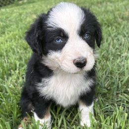 Black Tri Female - Black tri-color female Australian Shepherd puppy in Pembroke, Kentucky from Bark-n-Stomp Farm and Kennels