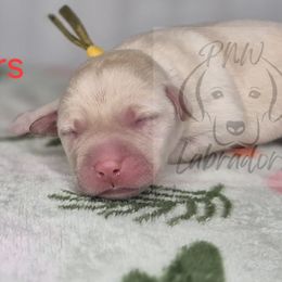 Peter - Yellow male Labrador Retriever puppy in Rogue River, Oregon from PNW Labradors