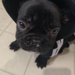 French Bulldogs from Donna Santora