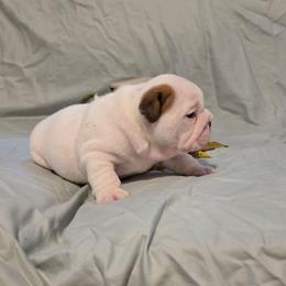 Ramah - Red and white female Bulldog puppy in Lafayette, Georgia from Storytime Mastiffs & Bulldogs