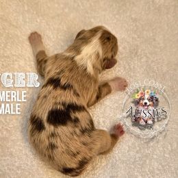 Ginger - Red merle female Miniature American Shepherd puppy in Ferndale, California from Lost Coast Aussies