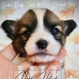 Sable Fluff Girl 2 Docked Tail - Sable female Pembroke Welsh Corgi puppy in Locust Grove, Oklahoma from Hidden Hillsides Corgis
