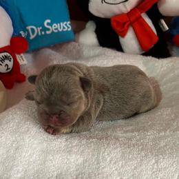 Caraxes - Blue male French Bulldog puppy in Peru, Indiana from Angies Little Bostons And Frenchies