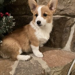 Nikki - Pembroke Welsh Corgi puppy from Mak-N-Hay Farms