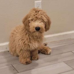 Snowball - Goldendoodle puppy from Adonai's Creation Doodles