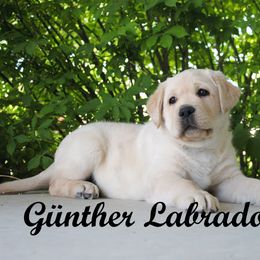 Labrador Retriever Puppies from Günther Labradors