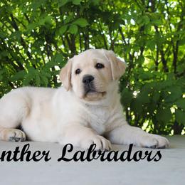 Labrador Retriever Puppies from Günther Labradors