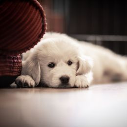 Cavalier King Charles Spaniel and Golden Retriever Puppies from Tsarevich Goldens and Cavaliers