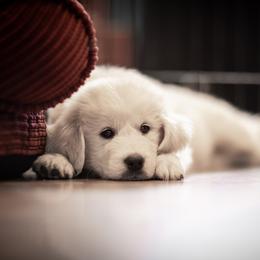 Cavalier King Charles Spaniel and Golden Retriever Puppies from Tsarevich Goldens and Cavaliers