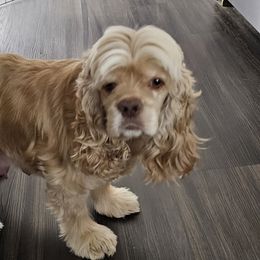 Nyla - Cocker Spaniel