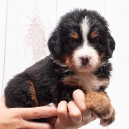 Pink Collar Female- 5000 - Black rust and white female Bernese Mountain Dog puppy in Collinsville, Texas from Berner Dynasty