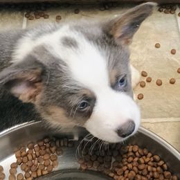 Cerulean - Gray and white American Corgi puppy in Ellensburg, Washington from Faery Mount Farm