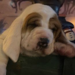 Fay - Basset Hound puppy in Herrin, Illinois from Handsome Hound Bassets
