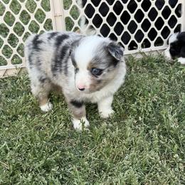 Right ear all black - Blue merle male Miniature Australian Shepherd puppy in Graham, North Carolina from Thompson Farm Mini Aussies