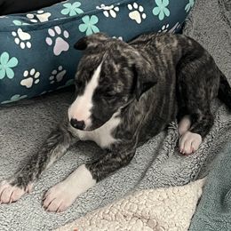 Shivon - Black brindle Whippet puppy in Belgrade, Montana from Lexylews Montana Whippets