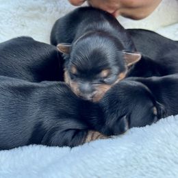 Yorkshire Terrier Puppies from Celestial Family Terriers (Yooper Yorkies)