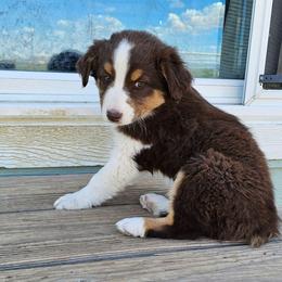 Arwen - Red tri-color female Australian Shepherd puppy in Powell, Wyoming from Waterworth Australian Shepherds