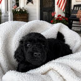 Orange collar - Black male Goldendoodle puppy in Christiana, Tennessee from Rechlicz Family Doodles