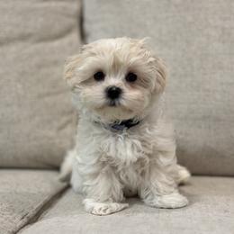Snow - Cream male Maltipoo puppy in San Jose, California from Maine's Maltipoos