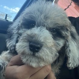 Castor - Merle male Goldendoodle puppy in Philadelphia, Pennsylvania from Philly's Designer Doodles