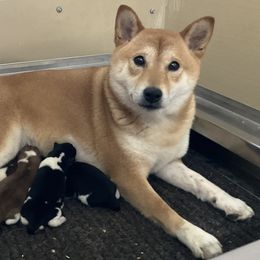 Peaches - Shiba Inu