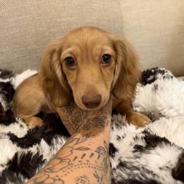 Ember - Cream female Dachshund puppy in Cutler Bay, Florida from Dadecounty’s Dachshunds