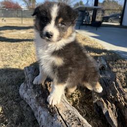 Australian Shepherd Puppies from Heritage Australian Shepherds