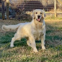Luella - Golden Retriever