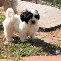 Ziggy - Black and white female Coton de Tulear puppy in Mead, Oklahoma from Bar W Cotons
