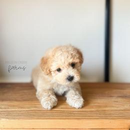 Blue - Clark Kent - Apricot male Maltipoo puppy in Huntsville, Texas from Nelson Creek Farms