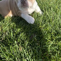 Girl 1 - Fawn and white Bulldog puppy in Macomb, Michigan from London's Bears English Bulldogs
