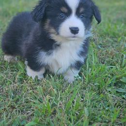 Rhett - Black and tan male Pembroke Welsh Corgi puppy in Orrtanna, Pennsylvania from Mountain Top Shepherd's