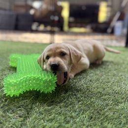 Green collar female - Yellow female Labrador Retriever puppy in Gainesville, Georgia from Rucker Retrievers