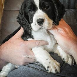 English Springer Spaniel Puppies from Butterfield Trail Springer Spaniels