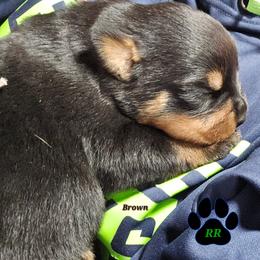 Brown - Black and mahogany male Rottweiler puppy in Tangent, Oregon from Raya's Royals