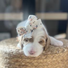 Maple - Apricot female Goldendoodle puppy in S AI Nt John, Indiana from Lulu's Goldendoodles